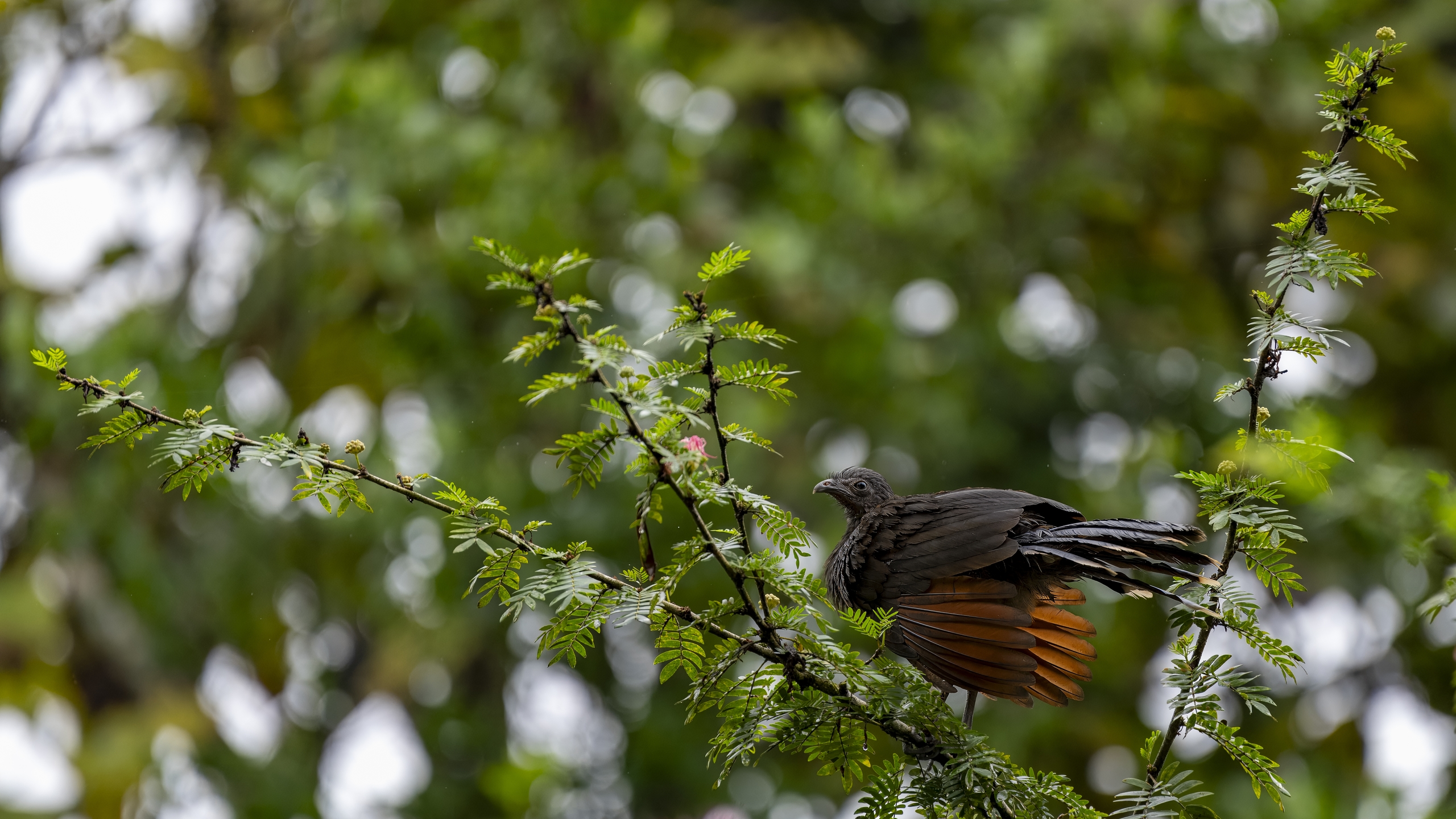 Graukopfguan - Ortalis cinereiceps - Grey-headed Chachalaca - Chachalaca cabecigrís